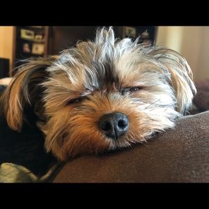 Meet your Posher, Dan